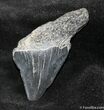 Small / Inch Megalodon Tooth #1058-1